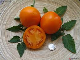 Plants de tomates anciennes: orange queen  x 1