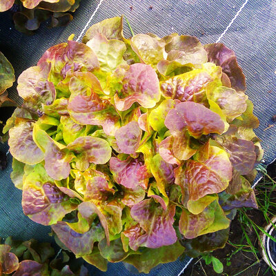 Salade cresonnette issue du potager bio de servigny