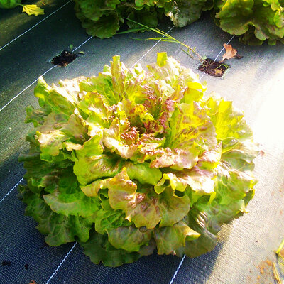 Salade batavia issue du potager bio de servigny