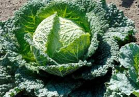 Chou frisé : milan  x 6