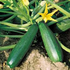 Plants de courgette:coup de coeur : astia  x 1