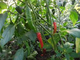 Plant de poivron doux  : variété :