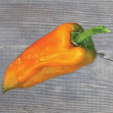 Plant de poivron jaune  : variété