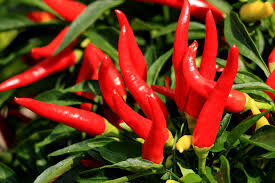 Plant de piment fort   : variété :