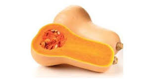 Plant de courge  butternut    : vari