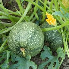 Plant de courgette ronde x 1  varié