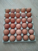 Plateau de 30 oeufs frais