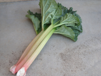 Rhubarbe