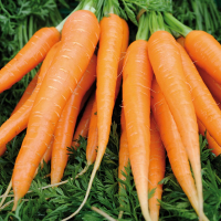 Botte carotte