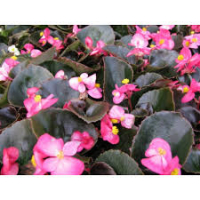 Bégonia massif feuilles marron fleurs rose