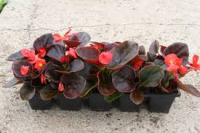 Bégonia massif feuilles marron fleurs rouge