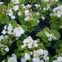 Bégonia massif feuilles vertes fleurs blanche