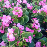 Bégonia massif feuilles vertes fleurs rose