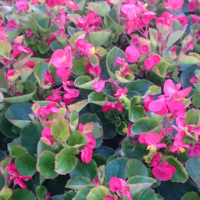 Bégonia massif feuilles vertes fleurs rouge