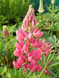 Lupin à fleurs rose en pot de 3l