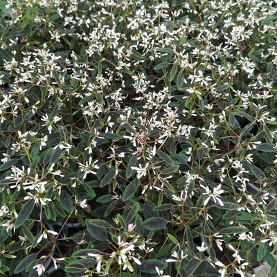 Euphorbe blanche