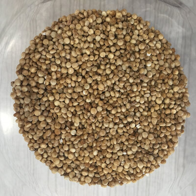 Quinoa