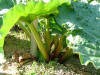 Rhubarbe