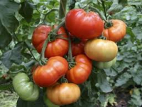 Tomate marmande