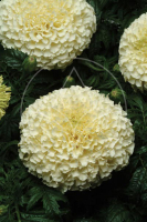 Rose d'inde vanille
