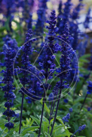 Sauge bleue