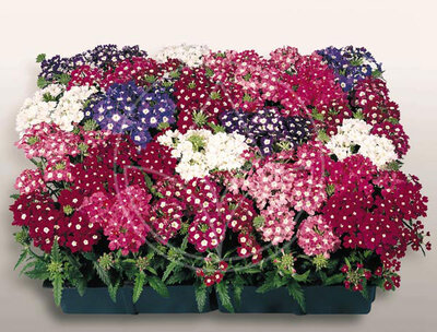 Verveine mix x6
