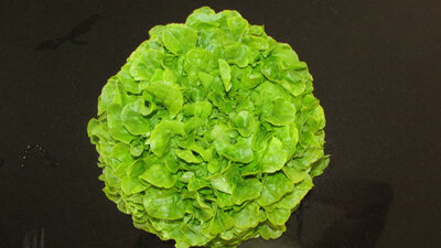 Feuille de chêne blonde