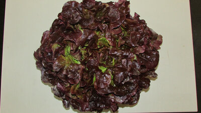 Feuille de chêne rouge