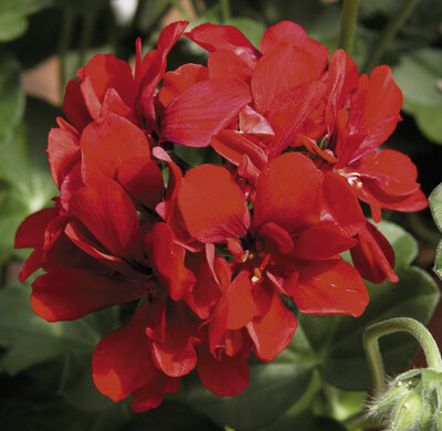 Lierre double rouge