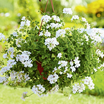 Lierre double blanc