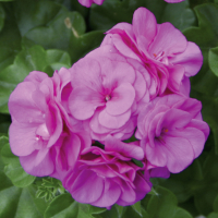 Lierre double violet