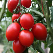 Plant de tomate cerise brin de muguet