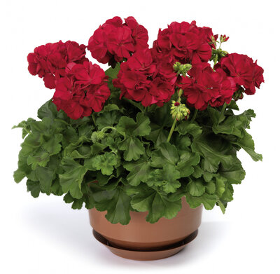Geranium zonal calliente rouge  x 1