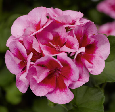 Geranium zonal calliope rose  splash x 1