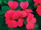 Geranium zonal calliente saumon x 1