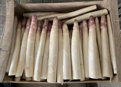 Asperges fraîches 500 gr