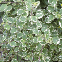 Plectranthus variegata  x 1