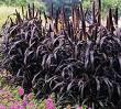 Millet x 1