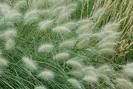 Pennisetum villosum x 1