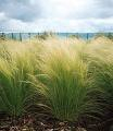 Stipa  x 1