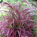Pennisetum fireworks x 1