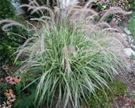 Pennisetum sky rocket  x 1