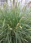 Pennisetum macrorum  x 1