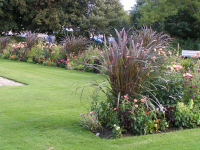 Canne à sucre pourpre x 1