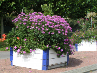 Cleome senorita x 1