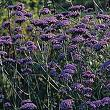Verveine bonariensis x 1