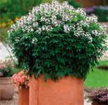 Cléome senorita blanca x 1