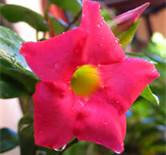 Dipladenia rose x 1