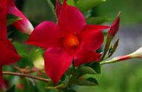 Dipladenia rouge x 1