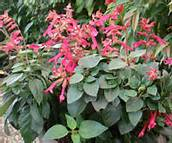 Sauge wendy wish x 1